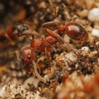 Mravenec horský (Manica rubida)
