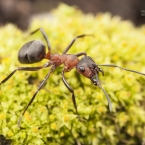 Mravencovití (Formicidae)