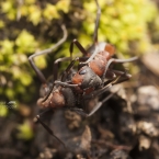 Mravenec lesní (Formica rufa)