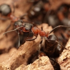 Mravenec množivý (Formica polyctena)