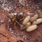 Mravenec obecný (Lasius brunneus)