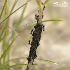 Mravenec obecný (Lasius niger)