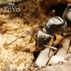 Mravenec otročící (Formica fusca)