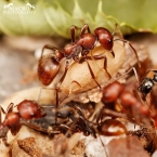 Mravenec otrokářský (Polyergus rufescens)