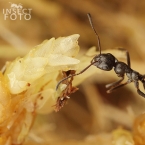 Mravenec rašelinný (Formica picea)