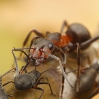 Mravenec travní (Formica pratensis)