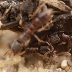 Mravenec zemní (Ponera coarctata)
