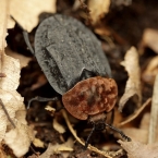 Mrchožrout rudoprsý (Oiceoptoma thoracicum)