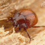 Mršník mravenčí (Haeterius ferrugineus)