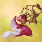 Netýkavkovité (Balsaminaceae)