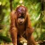 Orangutan sumaterský (Pongo abelii)