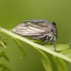 Ostnohřbetka křovinná (Centrotus cornutus)