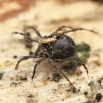 Pavoučík černý (Damaeus onustus)