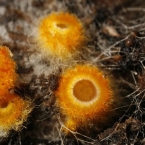Pavučinovka zlatožlutá (Arachnopeziza aurelia)