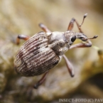 Phytobius leucogaster