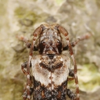 Pogonocherus hispidus