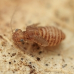 Psocoptera sp.
