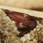 Ptinus sexpunctatus