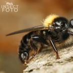 Roupec žlutý (Laphria flava)