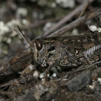 Saranče vlašská (Calliptamus italicus),