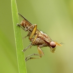 Sciomyzidae sp.