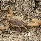 Scorpiones sp.