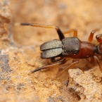 Skákavka mravenčí (Myrmarachne formicaria)