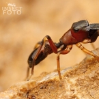 Skákavka mravenčí (Myrmarachne formicaria)