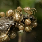 Snovačka smrčková (Phylloneta sisyphia)