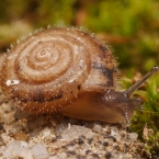 Plži (Gastropoda)