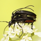 Tesařík černý (Stenurella nigra)