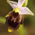 Tořič čmelákovitý Holubyho (Ophrys...