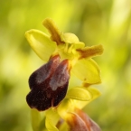 Tořič hnědý (Ophrys fusca)