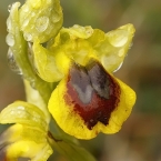 Tořič žlutý (Ophrys lutea)