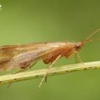 Trichoptera sp.