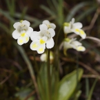 Bublinatkovité (Lentibulariaceae)