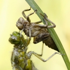 Vážka čtyřskvrnná (Libellula...
