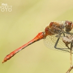 Vážka rudá (Sympetrum sanguineum)