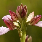 Vstavač motýlovitý (Orchis papilionacea)