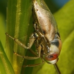 Znakoplavka obecná (Notonecta glauca)